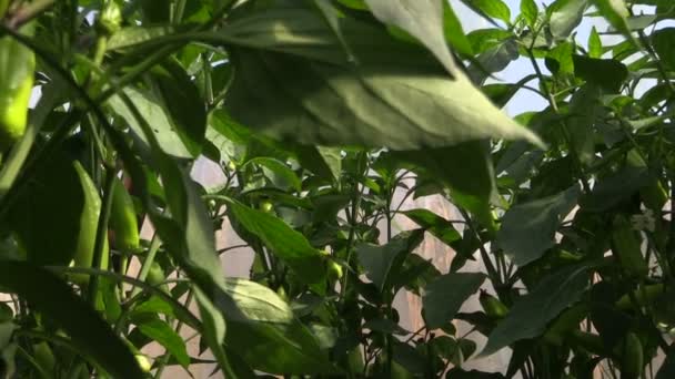 Groene chili paprika peper groenteplanten groeien in kas — Stockvideo