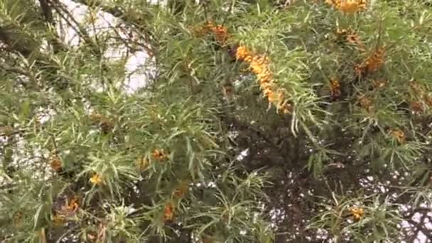 Zweig mit Sanddornbeeren wiegt sich im Wind — Stockvideo