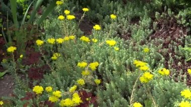 Yaz bahçesinde açık yeşil sulu orpin