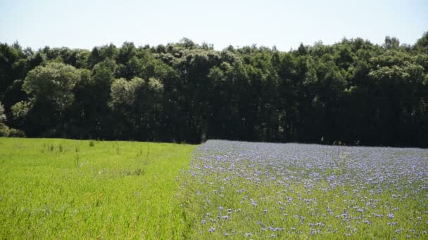 Rolnych niebieski chaber pole i zielonej łące w pobliżu lasu. — Wideo stockowe