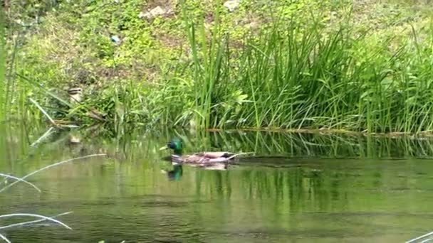 Kaczka Kaczor pływać strumienia pomiędzy turzycy, panoramowanie widoku. — Wideo stockowe