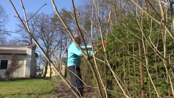 Professionele mannelijke tuinman snoeien hedge met clippers. 4k — Stockvideo