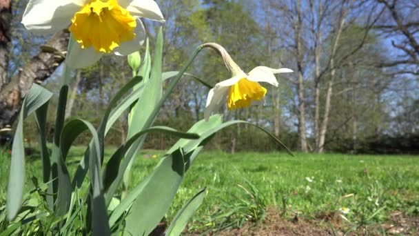 Man gardening with lawn mower and narcissus daffodil flower. 4K — Stock Video