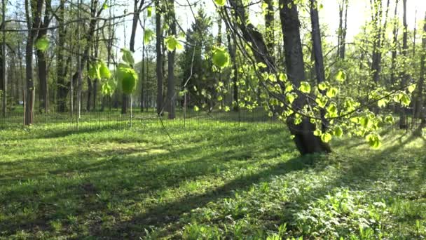 Le foglie di tiglio e le gemme si muovono nel vento in primavera. 4K — Video Stock