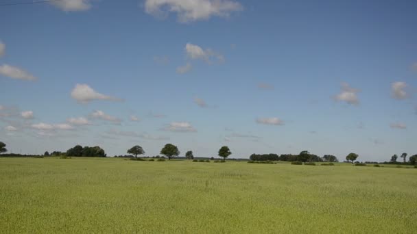 Landscape of rural agriculture wheat field and cars on road — Stock Video