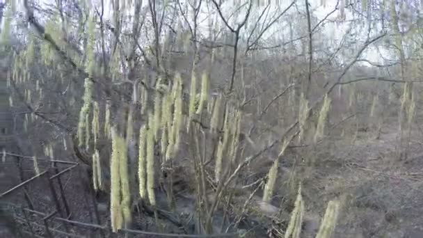 Hazel catkin tree blooms. Brook water flow. 4K — Stock Video