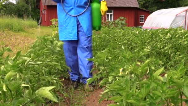 Jordbrukaren spray flytande gödselmedel på potatis för bättre tillväxt. — Stockvideo