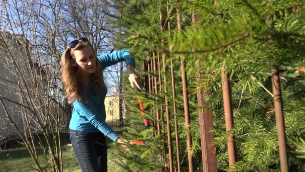 Zahradníka žena čalounění plot strom jedle s červenými nůžky. 4k — Stock video