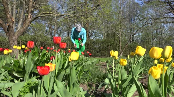 花屋の男は、春の庭のカラフルなチューリップの花を選ぶ。4 k — ストック動画