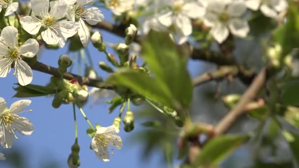 Fruktträd kvistar vita vackra blommor i vår tid. 4k — Stockvideo