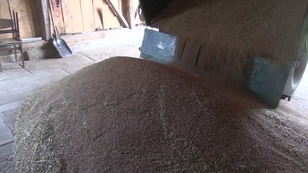 Grain coming out of tractor trailer in farm storage — Stock Video