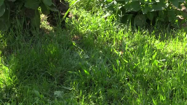 Рука фермера положила мёртвого цыпленка на траву — стоковое видео