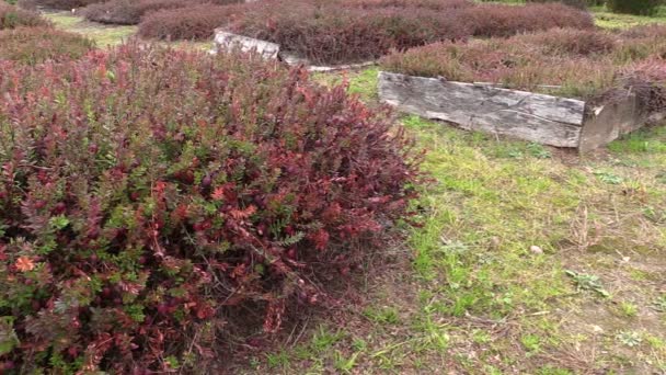 Brusinkový mossberry berry rostliny rostou v zemědělské zahradní plantáže — Stock video