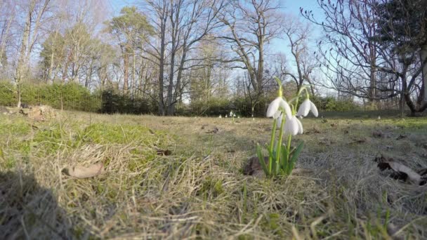 Jarní květy bledule sněženka (leucojum vernum) park. 4k — Stock video