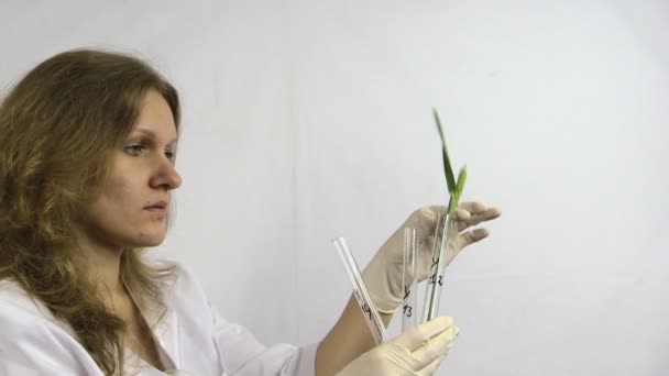 Naukowiec kobieta umieścić roślin pszenicy w kolbach w laboratorium badawczym — Wideo stockowe