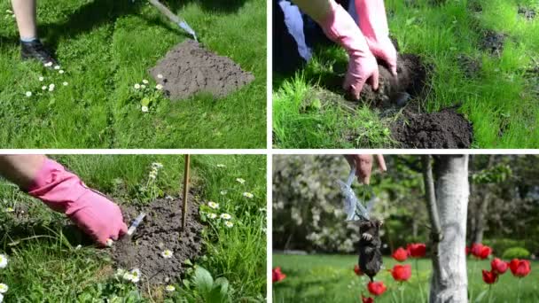 Maulwurfnagetier mit Falle im Garten bekämpfen Collage von Filmausschnitten. — Stockvideo