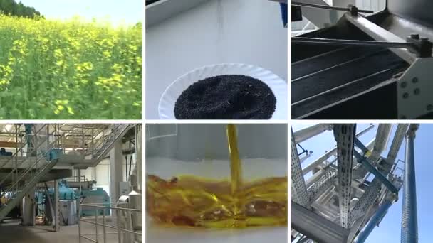 Planten van bloemen. Verkrachting zaad olie de productie van biobrandstoffen. Video collage. — Stockvideo