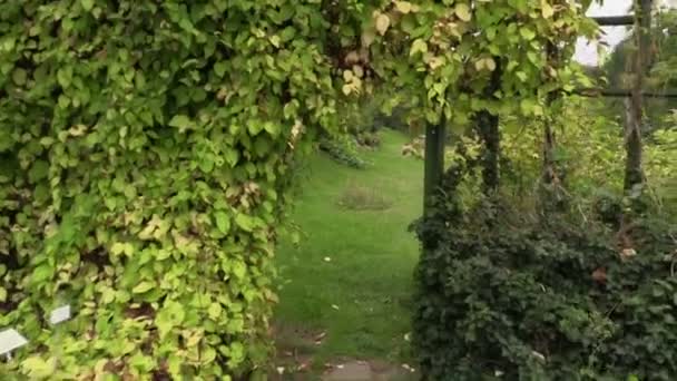 Walking POV imitation between creeper plants arch in garden — Stock Video