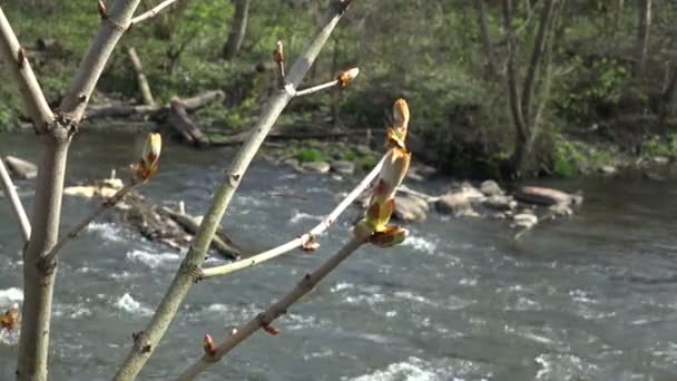 Chestnut conker tree twig buds and flowing water. 4K — Stock Video