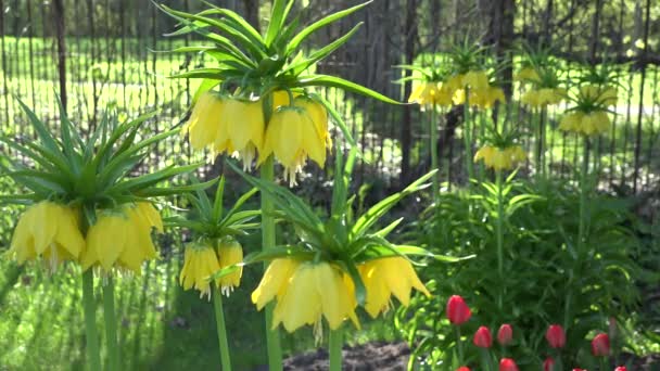 Pärlemorfjäril gula blommor växa i vårens säsong trädgård park. 4k — Stockvideo