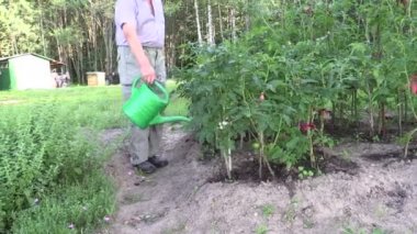 emekli adam domates bitki yatak üzerinde açık Bahçe Sulama