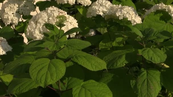 Hydrangea blomman buske med vita blommor och gröna blad — Stockvideo