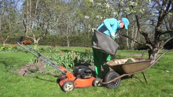 Homme décharger l'herbe coupée dans la brouette. Tondeuse à gazon au printemps. 4K — Video