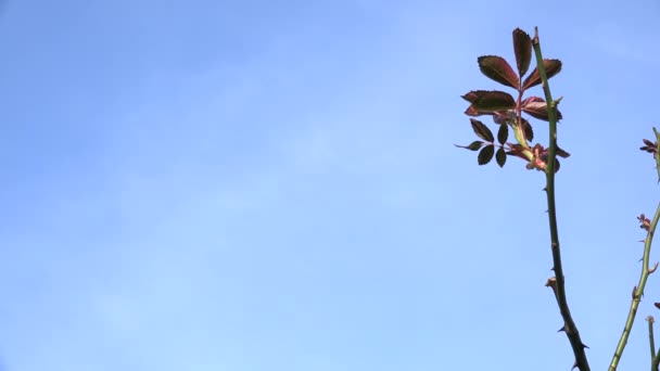 Joven rama de rosa hojas y brotes contra el cielo azul. 4K — Vídeos de Stock