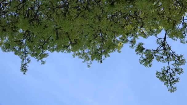 Les rameaux d'érable fleurissent. 4K — Video