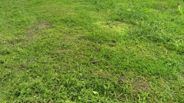 Gazon en tuinman man trim gras maaien met gas motor trimmer — Stockvideo