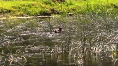 Erkek ördek kuş uçur onu tüy ve sıçrama nehir akışında