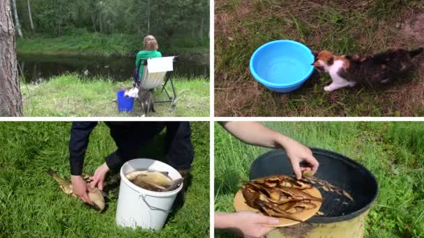 Kvinna mete med katt sällskapsdjur. Rökt fisk. Video collage. — Stockvideo