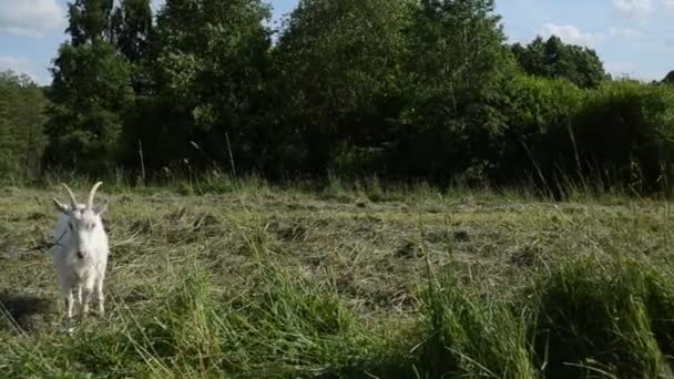 Weide grazen witte geit volgende goatling knabbelen op gras op zomer — Stockvideo