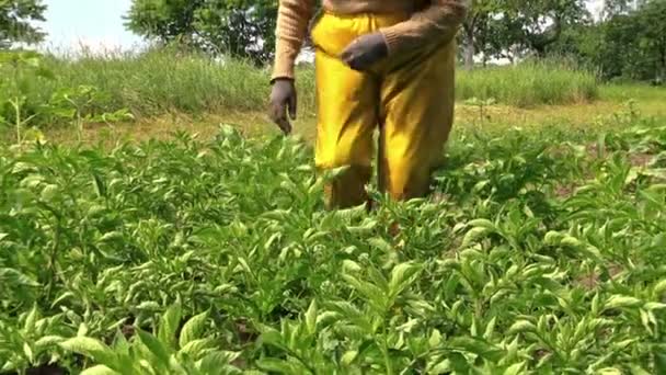 Nonna esaminare ramo raccolto di patate nel giardino di campagna — Video Stock