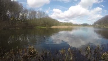 kuşlar yüzmek göl göl kıyısında yeşilbaş ördek. Timelapse. 4k
