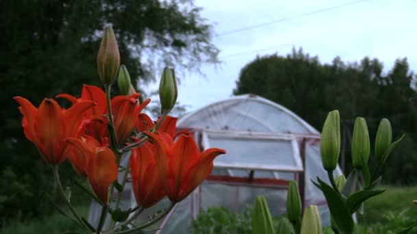 Schwerpunktwechsel dunkelorange Lilien und Gewächshaus im Landgarten — Stockvideo