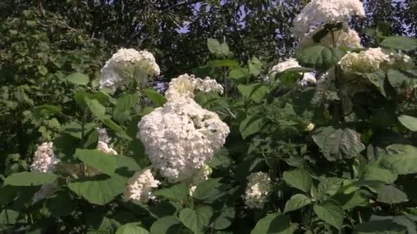 Hydrangea flower bush with white blooms and green leaves — Stock Video