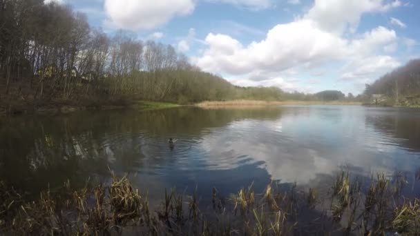 Pássaros pato-reais nadam na margem do lago lagoa. Timelapse. 4K — Vídeo de Stock