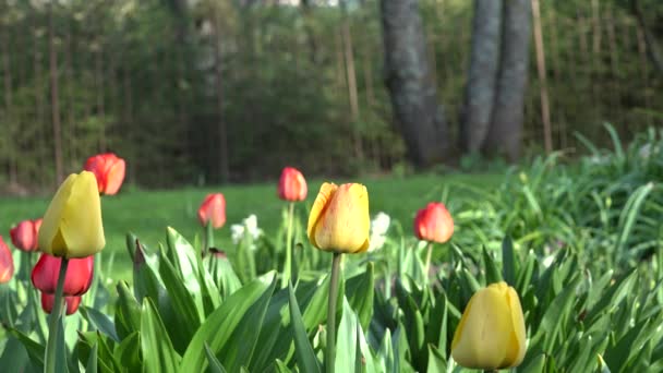 鮮やかなチューリップの花、木、春の公園、庭のあずまやです。4 k — ストック動画