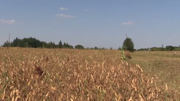 Rijp droge erwt planten groeien in boerderij landbouw veld — Stockvideo