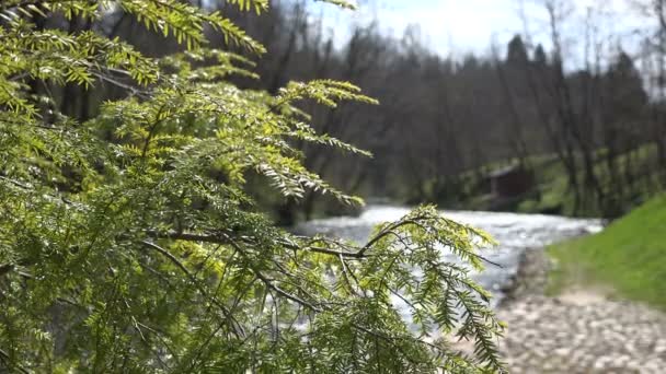 Ramo di ginepro e acqua di fiume che scorre. Cambiamento di concentrazione. 4K — Video Stock