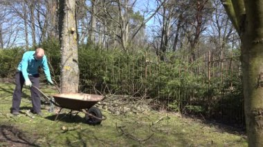 Çalışan insan taşımak paslı barrow ve yük odun baharda. 4k