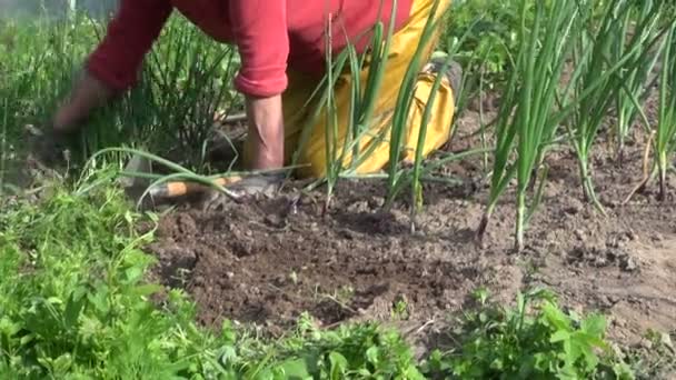 Старая фермерша травит луковые растения в саду возле теплицы — стоковое видео