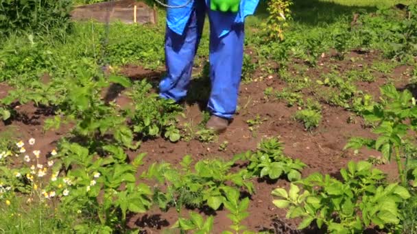 Man dödar ogräs sprutar bekämpningsmedel i fältet potatis — Stockvideo