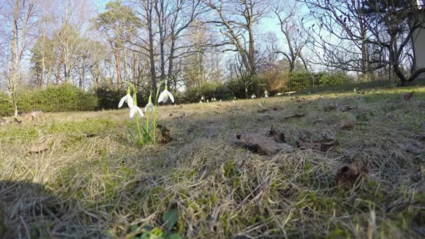 Bloem snowdrop in gazon park. 4 k Uhd groothoek schot. — Stockvideo