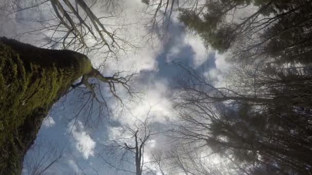 Foresta tronchi d'albero muschiati su sfondo di cielo nuvoloso blu. 4K — Video Stock