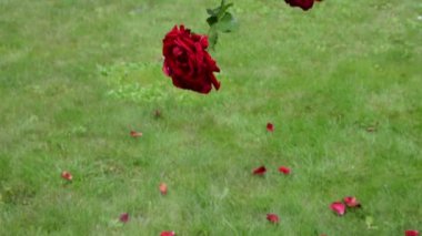 güzel kırmızı gül dalında yaz park. Yukarı kayar.