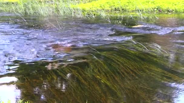 Onderwater planten verplaatsen in rivier water stroom — Stockvideo