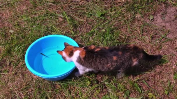 Mooie kat vangen vis uit plastic kom met water — Stockvideo