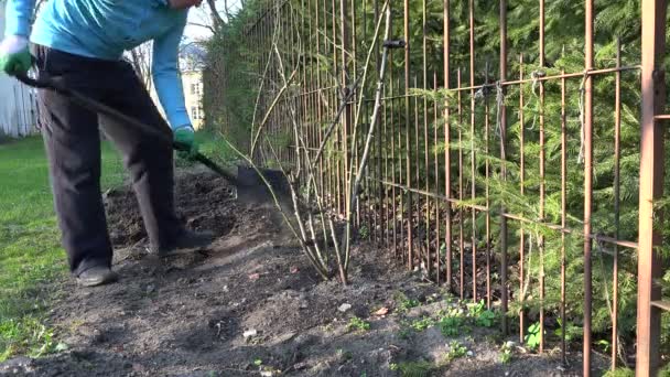 Садовник копает клумбу почвы почвы возле стеблей розы. 4K — стоковое видео